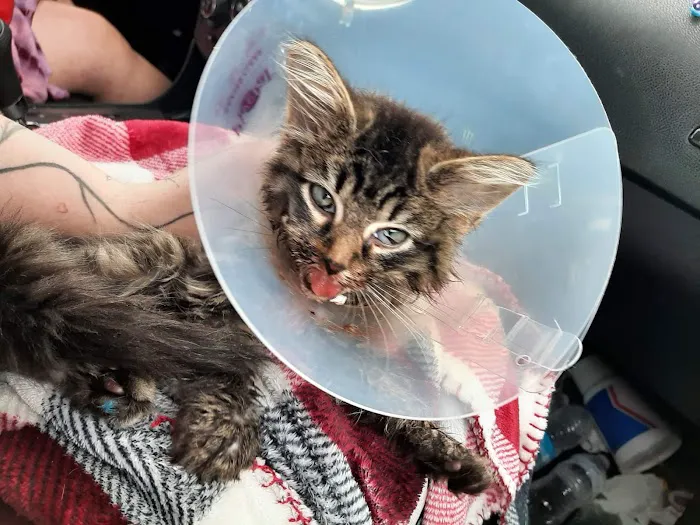 Smith Animal Clinic Picture 6