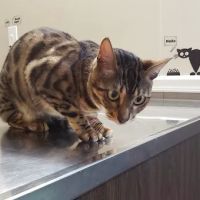 Smith Animal Clinic ico