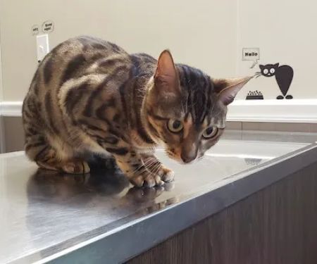 Smith Animal Clinic