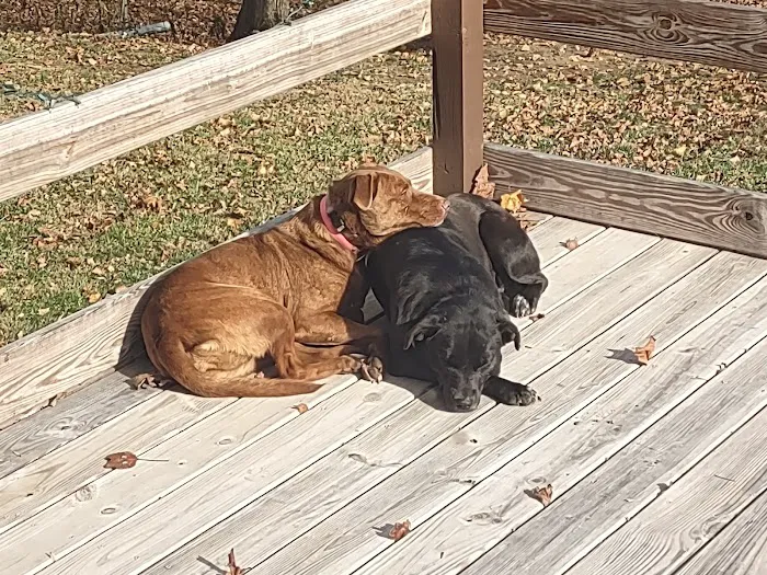 Henry County Animal Clinic Picture 6