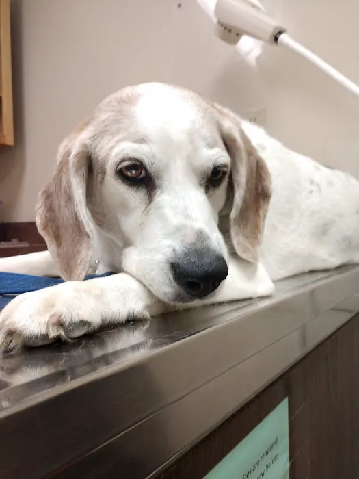 Henry County Animal Clinic Picture 1