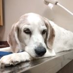 Henry County Animal Clinic