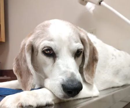 Henry County Animal Clinic