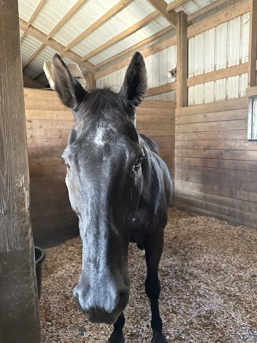Equine Services, PSC Picture 2