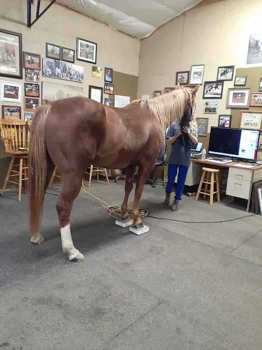 Equine Services, PSC Picture 1