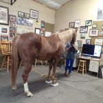 Equine Services, PSC