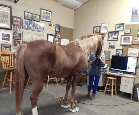Equine Services, PSC