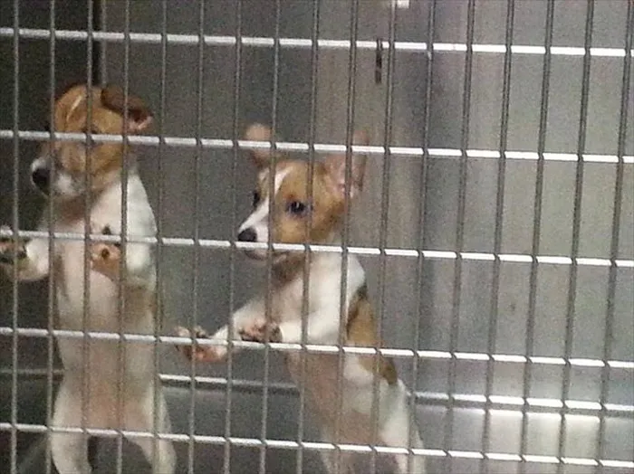 Hillview Animal Hospital & Clinic Picture 3