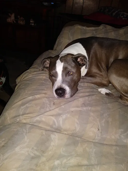 Bannon Woods Veterinary Clinic: Adrienne Robertson DVM Picture 3