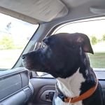Bannon Woods Veterinary Clinic: Adrienne Robertson DVM