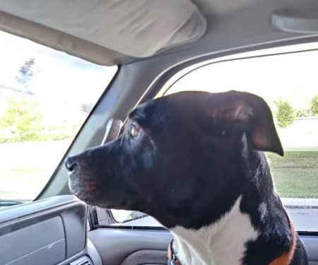 Bannon Woods Veterinary Clinic: Adrienne Robertson DVM