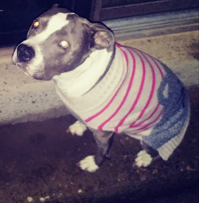 Bannon Woods Veterinary Clinic: Adrienne Robertson DVM Picture 4