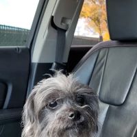 Dixie Animal Hospital ico
