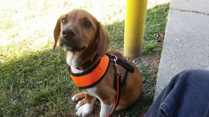 Dixie Animal Hospital Picture 8