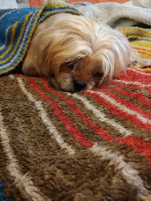 Dixie Animal Hospital Picture 9