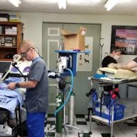 Corydon Animal Hospital ico