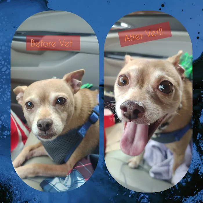 Corydon Animal Hospital Picture 10