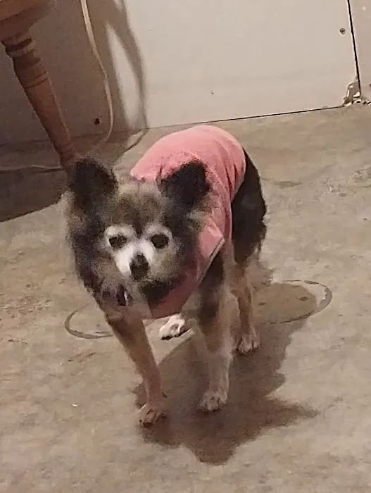 Corydon Animal Hospital Picture 8
