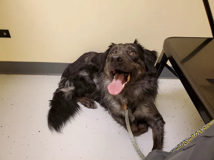 Shelby Veterinary Clinic PLLC Picture 7