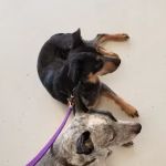 Shelby Veterinary Clinic PLLC