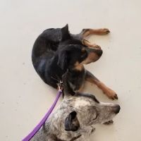Shelby Veterinary Clinic PLLC ico