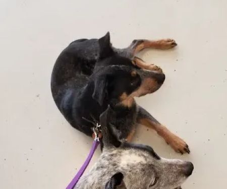 Shelby Veterinary Clinic PLLC