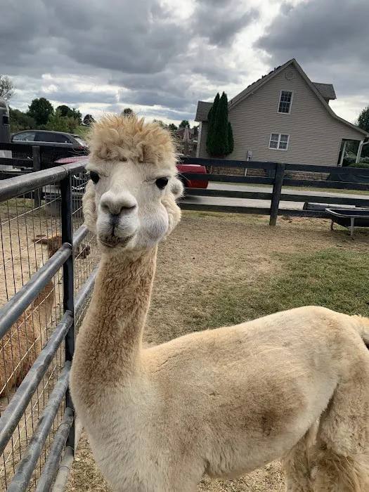 Shelby Veterinary Clinic PLLC Picture 4