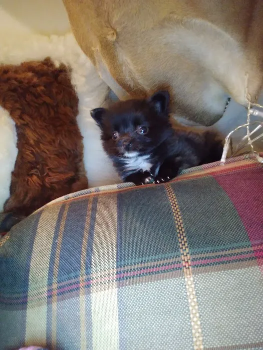 Magnolia Animal Clinic Picture 8