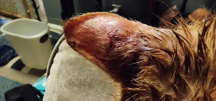 Magnolia Animal Clinic Picture 4