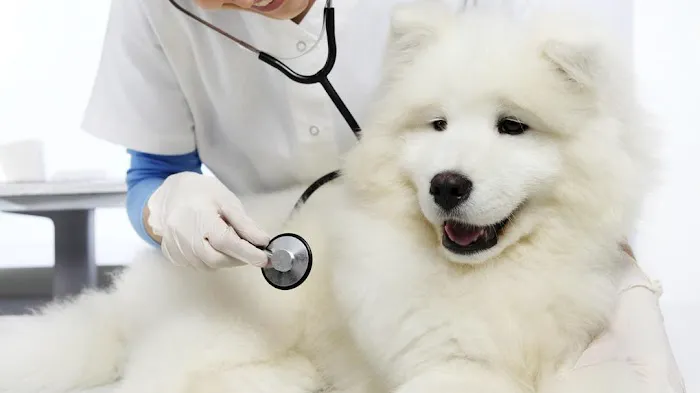 Magnolia Animal Clinic Picture 1