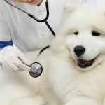 Magnolia Animal Clinic