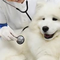Magnolia Animal Clinic ico
