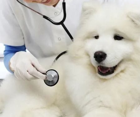 Magnolia Animal Clinic