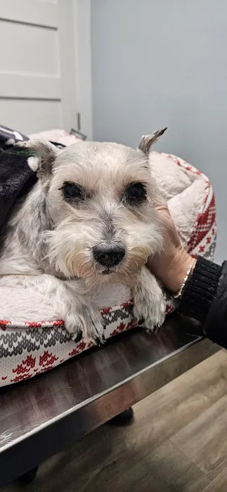 Madison Animal Clinic Picture 3