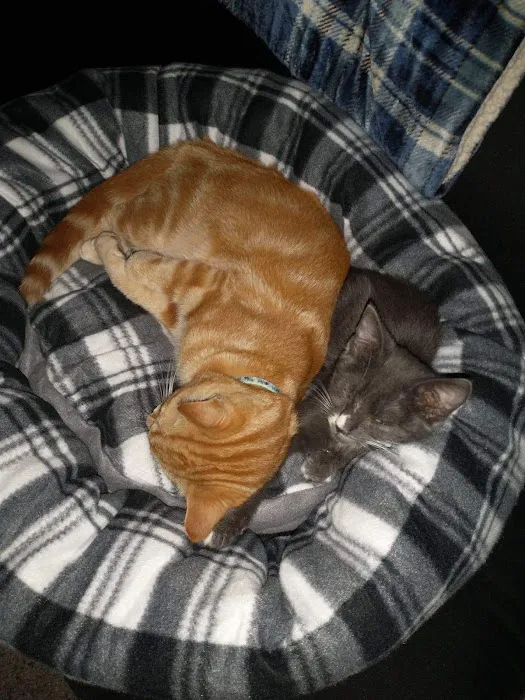 Madison Animal Clinic Picture 7