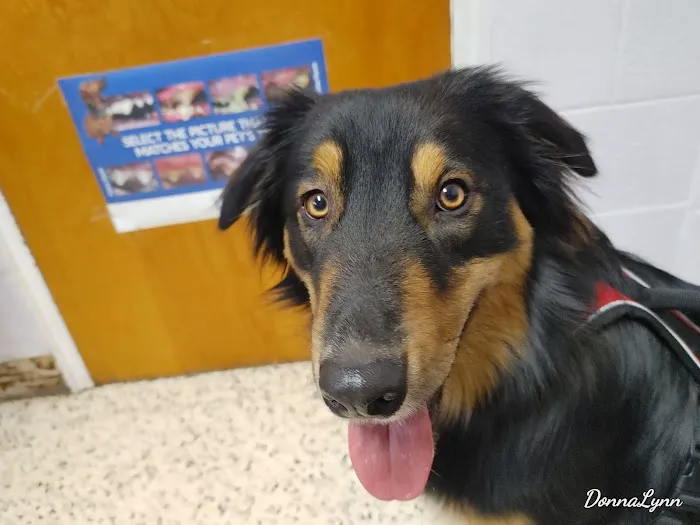 Pets Doc Veterinary Clinic Picture 3