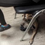 Carroll County Animal Clinic