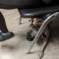 Carroll County Animal Clinic ico