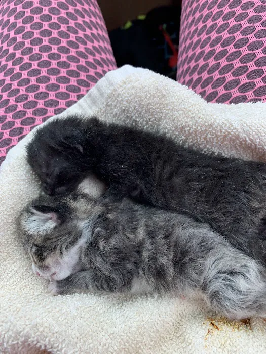 Carroll County Animal Clinic Picture 8