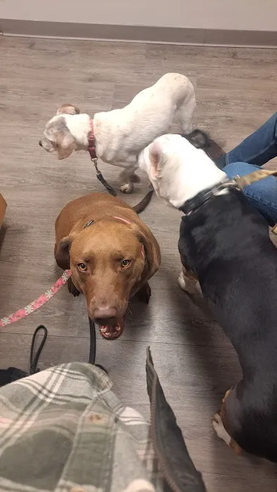 Carroll County Animal Clinic Picture 10