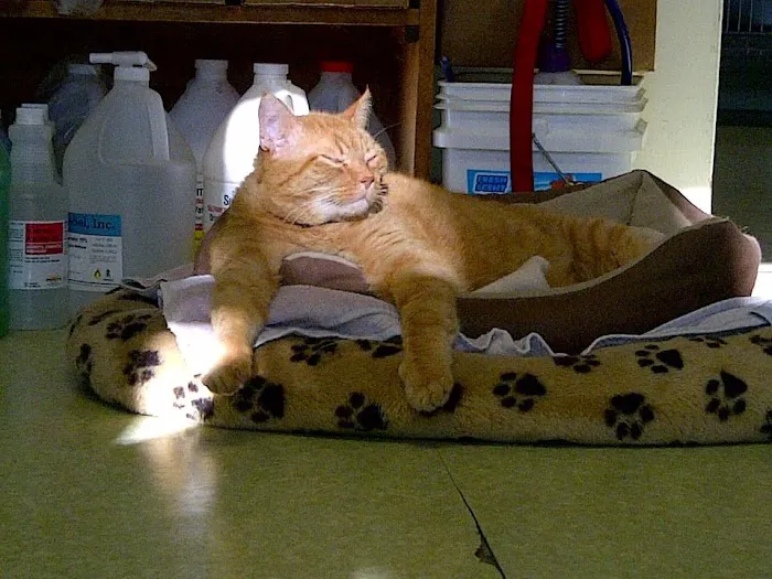 North Madison Veterinary Clinic Picture 6
