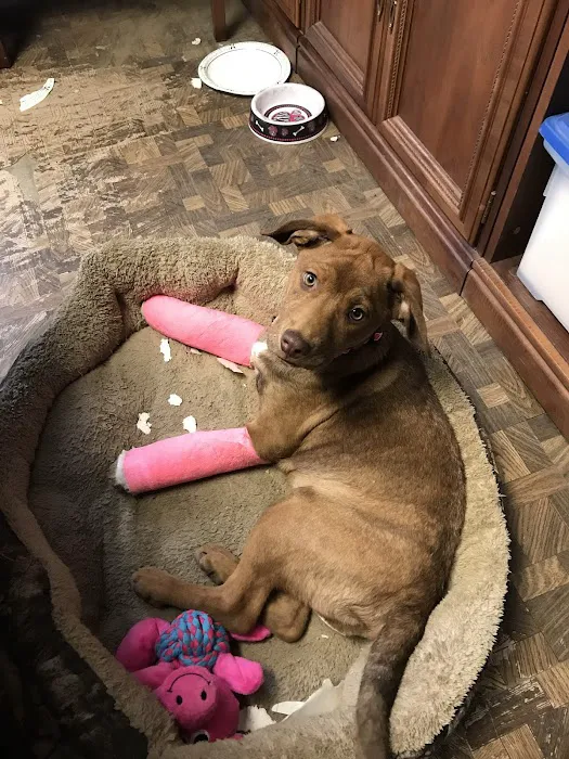 Johnson Veterinary Clinic Picture 8