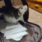 Finchville Animal Hospital