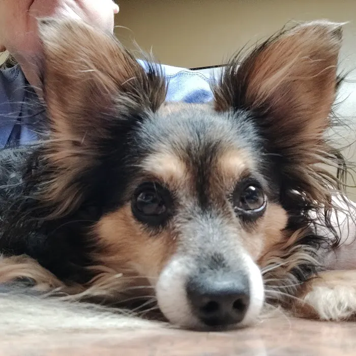 Finchville Animal Hospital Picture 5