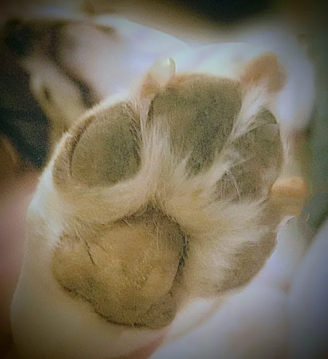 Dahlem Animal Hospital Picture 1