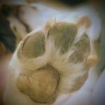 Dahlem Animal Hospital