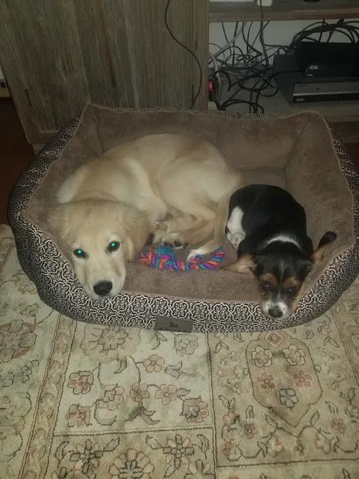 Bullitt County Veterinary Center Picture 4