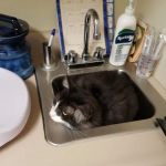 Bluegrass Animal Care Center