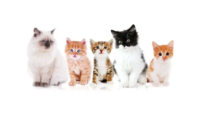 Bluegrass Animal Care Center Picture 4