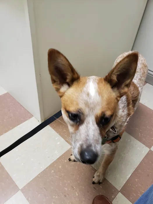 Elk Creek Animal Hospital Picture 8
